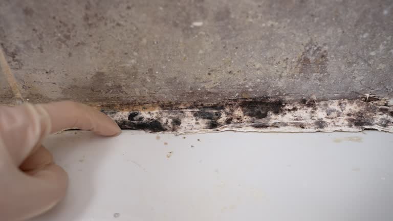 Trusted Marquette, MI Mold Removal Experts